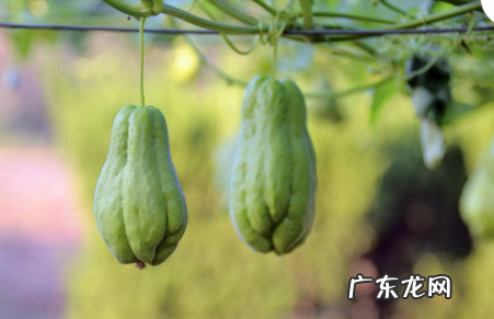 佛手瓜绿色好还是白色好,佛手和佛手瓜的区别在哪里