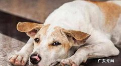 疾病 为什么中华田园犬的寿命短