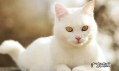 白猫 哪些猫咪的智商并不高