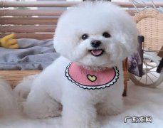 比熊 新手养狗的最佳选择是什么