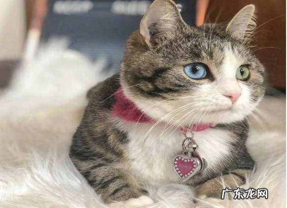 无毛猫 最通人性的是什么猫