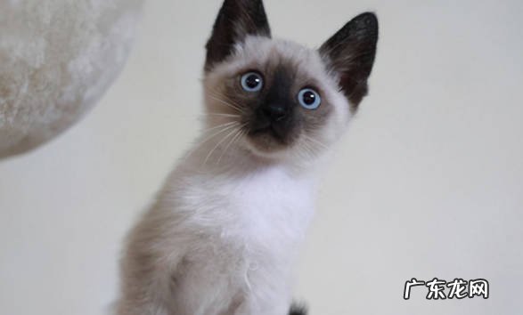 无毛猫 最通人性的是什么猫