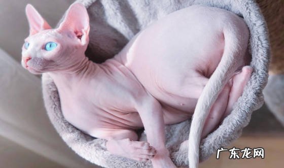 无毛猫 最通人性的是什么猫