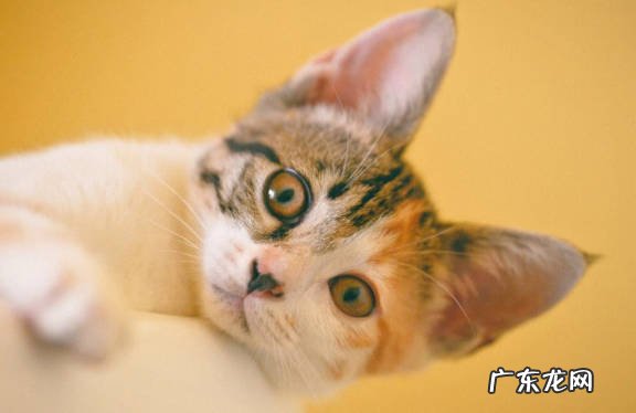 姿势不对 猫咪不让抱的原因是什么