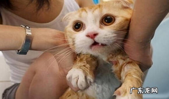 姿势不对 猫咪不让抱的原因是什么