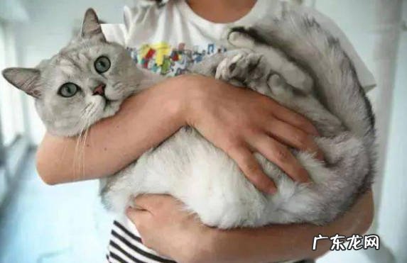 姿势不对 猫咪不让抱的原因是什么