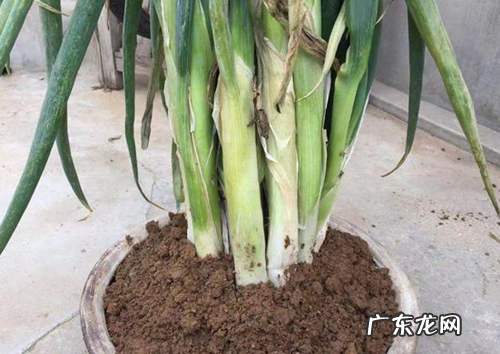 冬天储存大葱怕冻吗,大葱怕冻储存大葱的最佳温度是多少