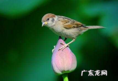 麻雀冬天会被冻死,小麻雀会被冻死