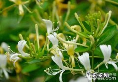 红白忍冬多久开花,想知道这是什么植物用什么软件