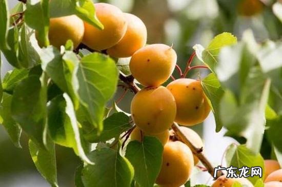 杏树春天为什么不开花结果,杏树春天什么时候嫁接最好