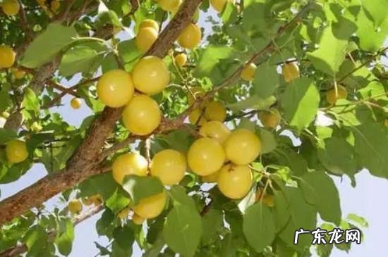 杏树春天为什么不开花结果,杏树春天什么时候嫁接最好