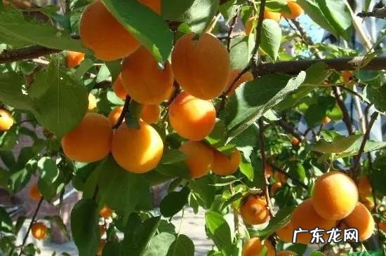 杏树春天为什么不开花结果,杏树春天什么时候嫁接最好