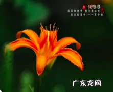 中国母亲之花是萱草,我国古人常用哪种植物象征母爱