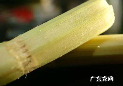 甘蔗变红砍掉后能吃,削好的甘蔗表面变红了还能吃有毒