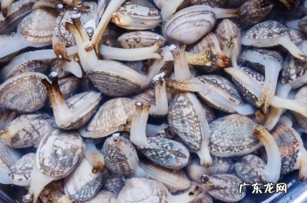 文蛤怎么清洗里面的沙子,新鲜的文蛤买回来之后该怎么清洗里面的沙子