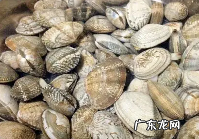 文蛤怎么清洗里面的沙子,新鲜的文蛤买回来之后该怎么清洗里面的沙子