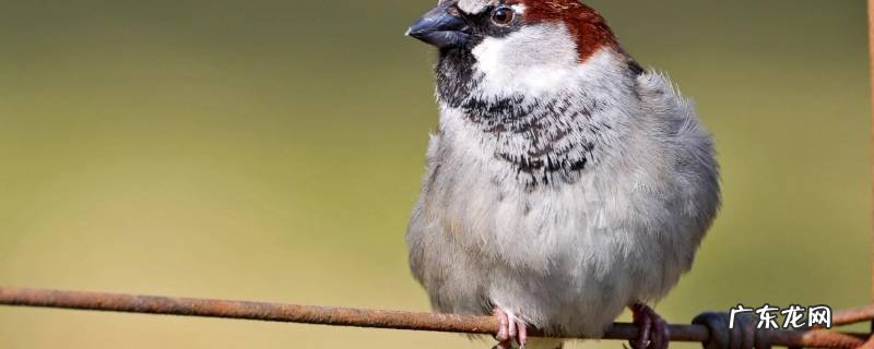 怎么处理麻雀占领燕子窝 麻雀占领燕子窝怎么办