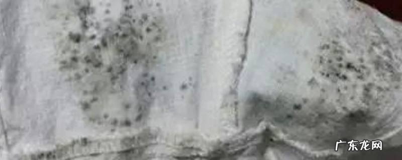 短袖受潮长了斑点怎么办 衣服受潮长了斑点怎么办