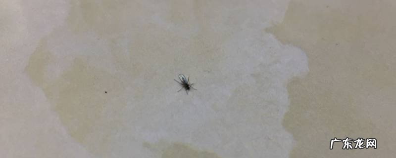 家里的黑菌虫哪来的 家里有黑菌虫怎么回事