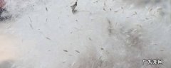 杨絮是什么树上的 杨絮是什么