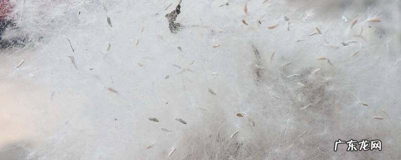 杨絮是什么树上的 杨絮是什么