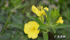 什么蔬菜含黄花草油酸,什么蔬菜含黄花磷酸最高