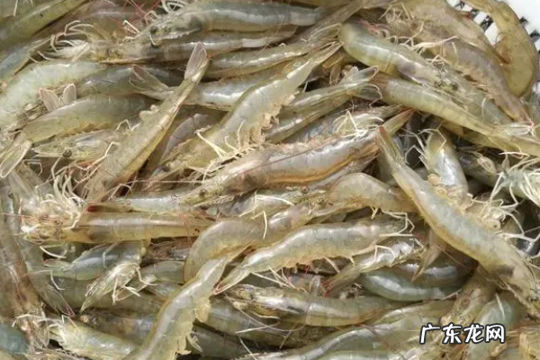 家里面怎么养殖虾,家庭如何养虾