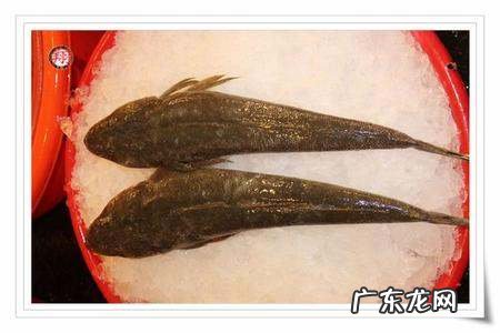 跟黄花鱼相似的叫什么鱼,和黄花鱼样子差不多的鱼叫什么鱼名字