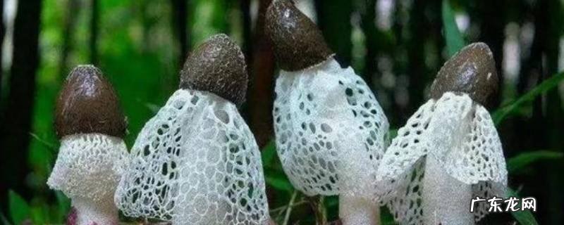 鬼笔菌是什么 鬼笔是什么菌类