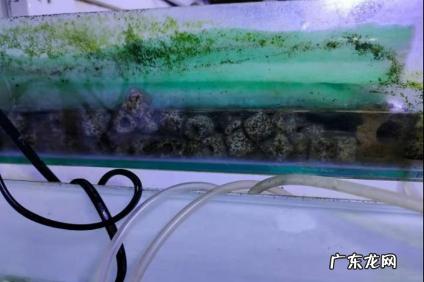 鱼缸里放什么可以去除腥,鱼缸怎样除腥臭味