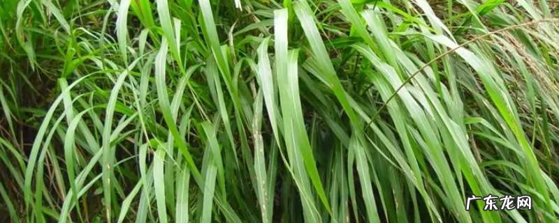 泰国香茅是什么味道 香茅是什么味道