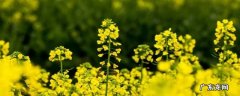 油菜花榨的油是什么油 油菜花是不是榨油的