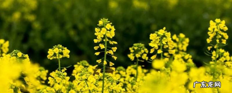 油菜花榨的油是什么油 油菜花是不是榨油的