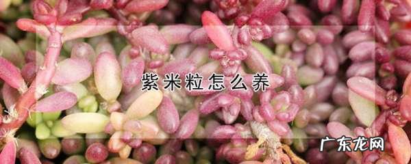 紫米粒怎么繁殖,紫米粒开花了要掐头