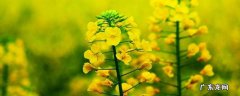 油菜花是什么香味 油菜花的气味是什么香味