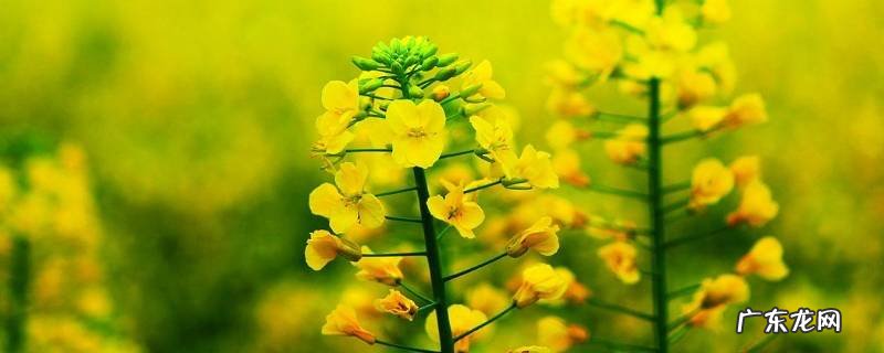 油菜花是什么香味 油菜花的气味是什么香味