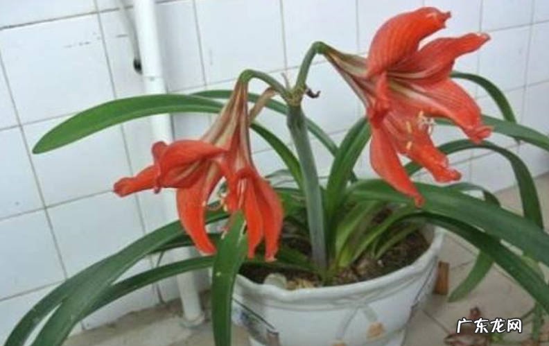 放在客厅 朱顶红花如何养
