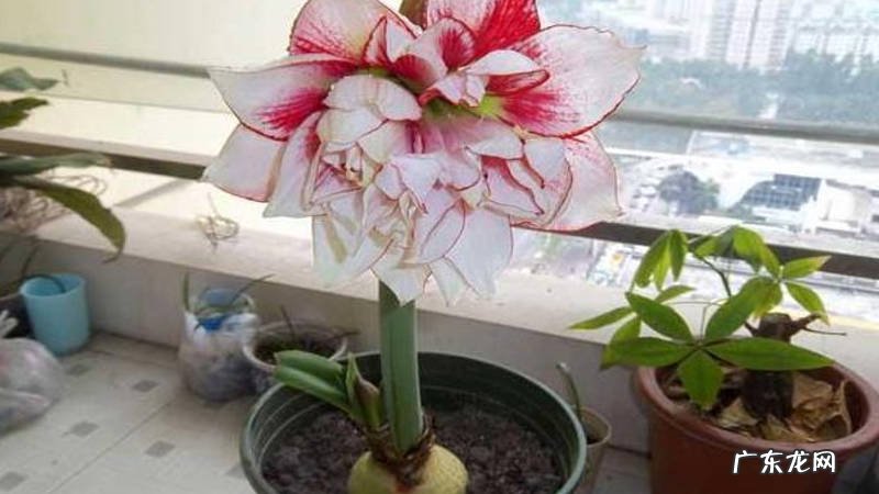 放在客厅 朱顶红花如何养