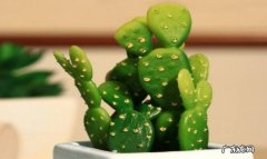 吊兰 家里适合种什么花