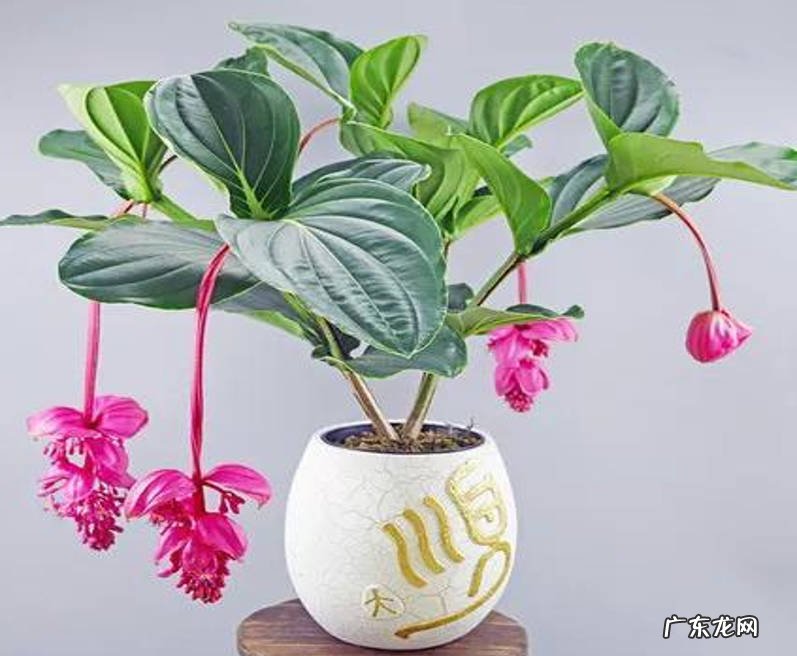 玉蝶 哪些花养起来费时又费力