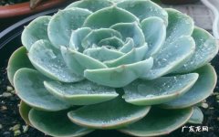 玉蝶 哪些花养起来费时又费力