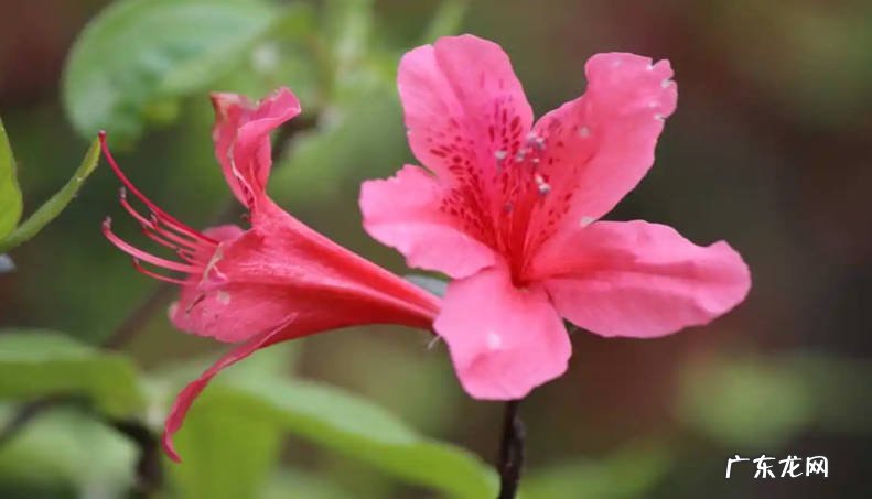 玉蝶 哪些花养起来费时又费力
