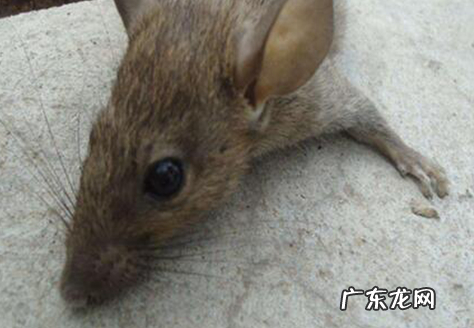 老鼠在天花板上怎样去除,老鼠在天花板上怎样去除下面是床上睡觉