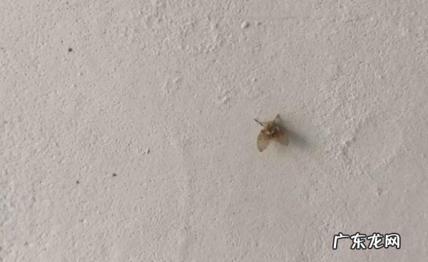 卧室小飞虫怎么生出来的,屋里很多小飞虫是怎么回事