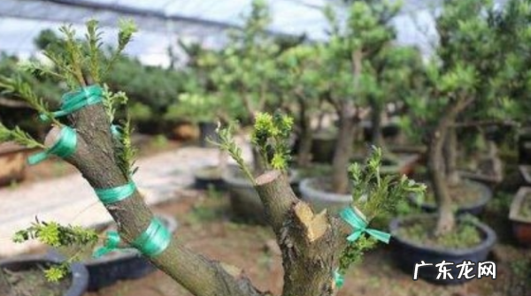 霸王鞭的养殖方法,霸王鞭的养殖方法