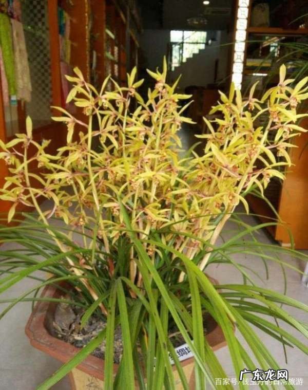陶粒可以拌土种花,在养花时经常会放进陶粒里