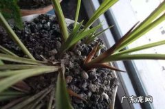 陶粒可以拌土种花,在养花时经常会放进陶粒里