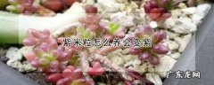 紫米粒怎么换盆,紫米粒换盆教程