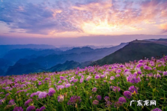 安顺花海风景区在哪里,去贵州什么时候赏花合适