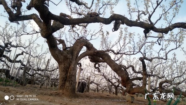 莱阳梨花节什么时间,莱阳有什么男人好玩的地方